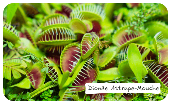 Cover Image for Les plantes carnivores : les chasseuses du monde végétal !
