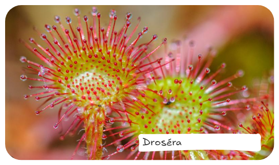 Droséra