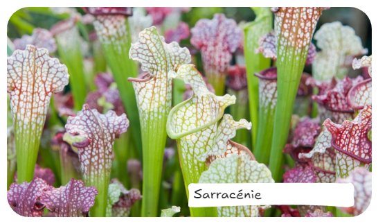Sarracénie