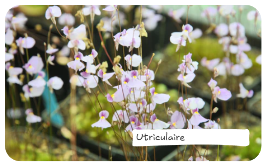 Utriculaire